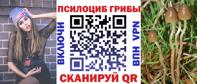 Галлюциногенные грибы Psilocybe  OMG   Любим 